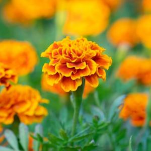 MARIGOLD EXTRACT 5% LUTEIN 